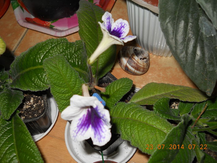 009 - IULIE 2014