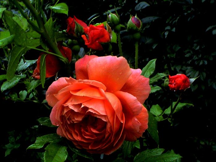 DSC00914