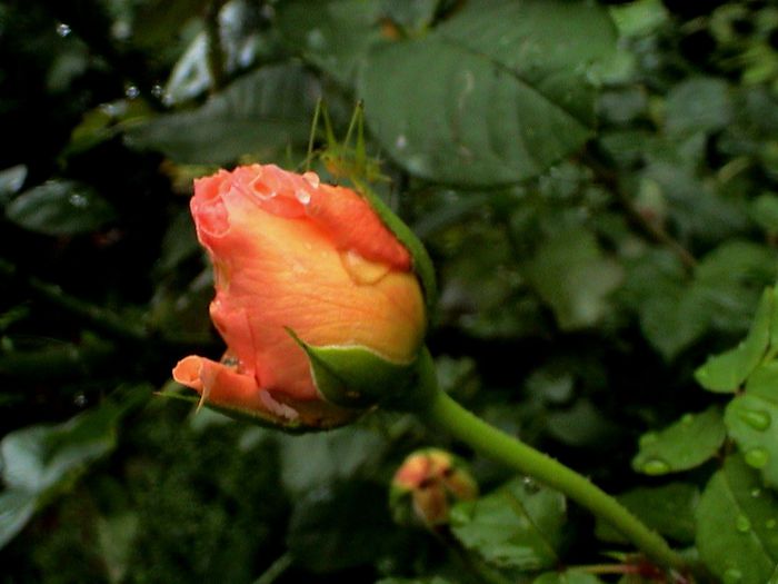 DSC00963