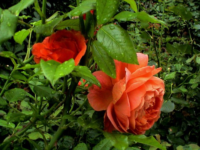 DSC00964