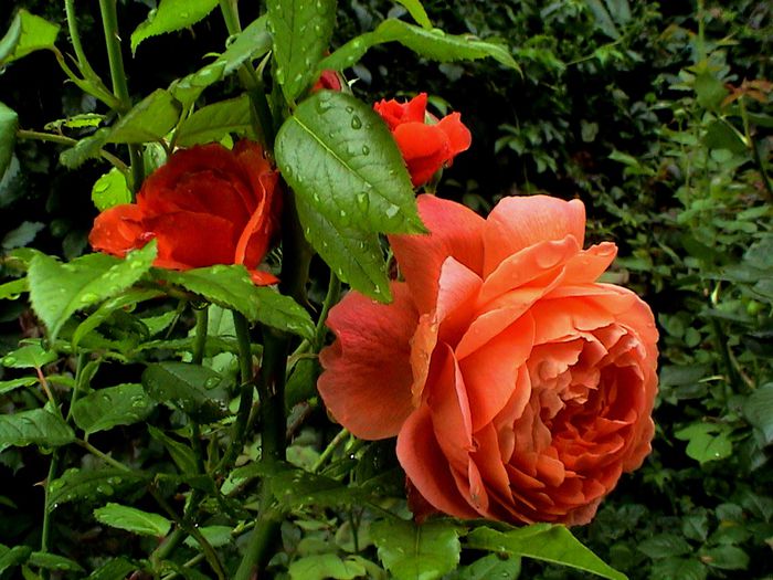 DSC00965
