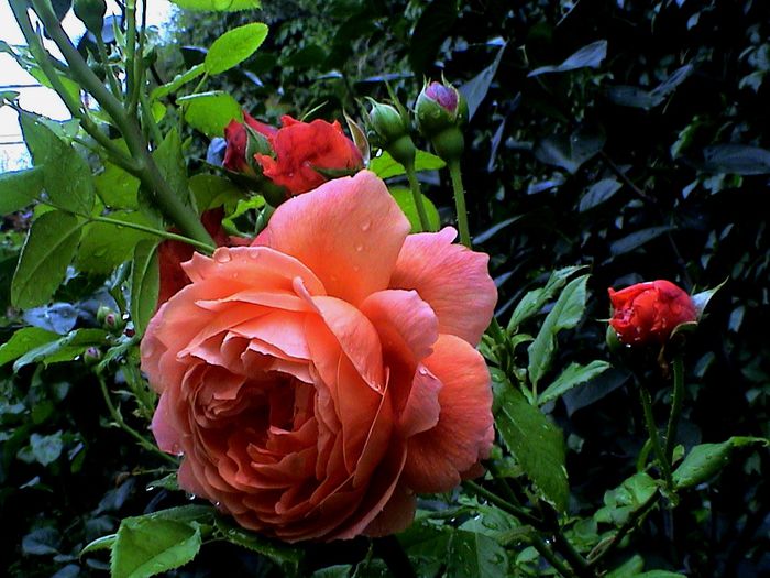 DSC00998