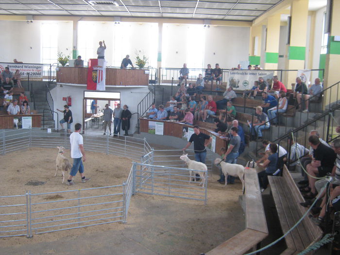 wels-juli- 26 -2014 licitatie oi si capre