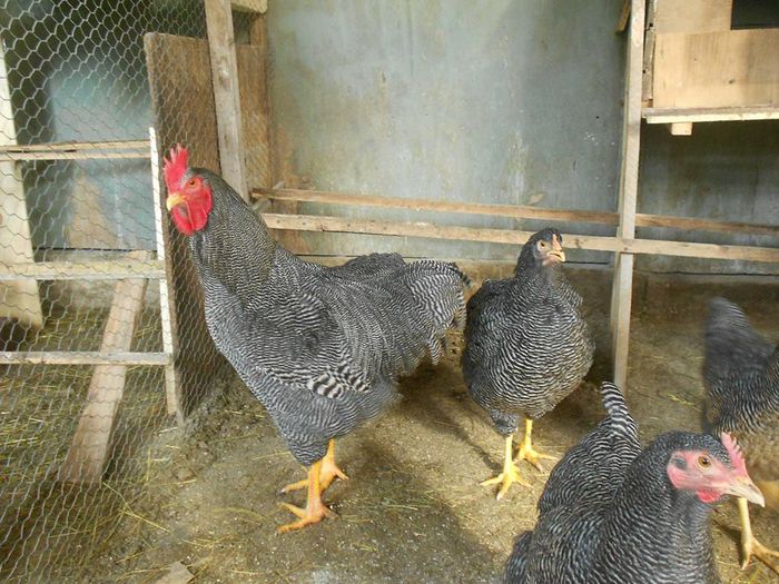 1927091_592027210871893_1867106306_n