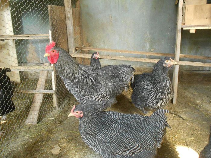 1960294_592027247538556_727290296_n