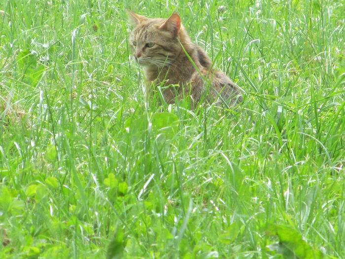 nu e Lily - Diverse 1 - Plimbari