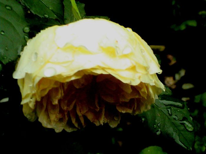 DSC00942