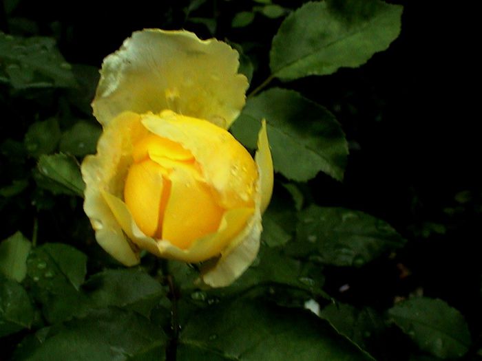 DSC00943