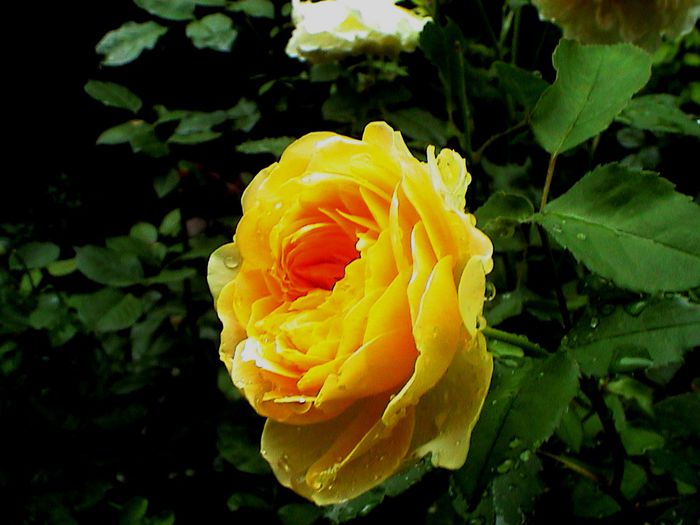 DSC00945