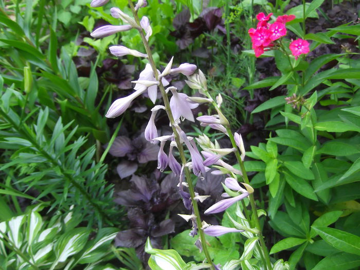 DSCF1472