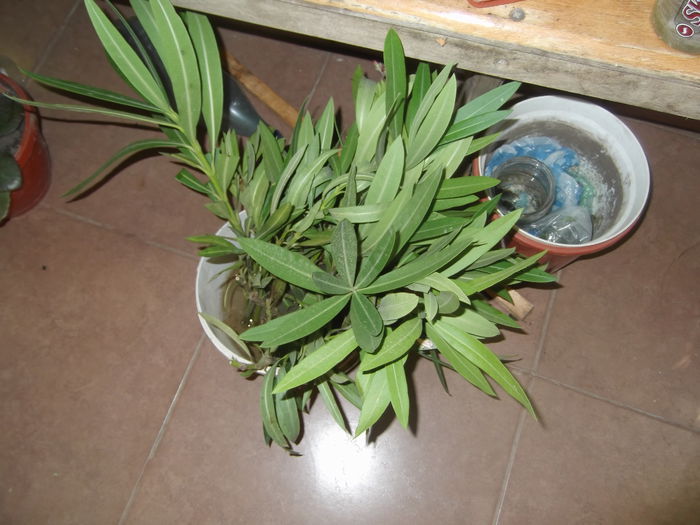 DSCF2010