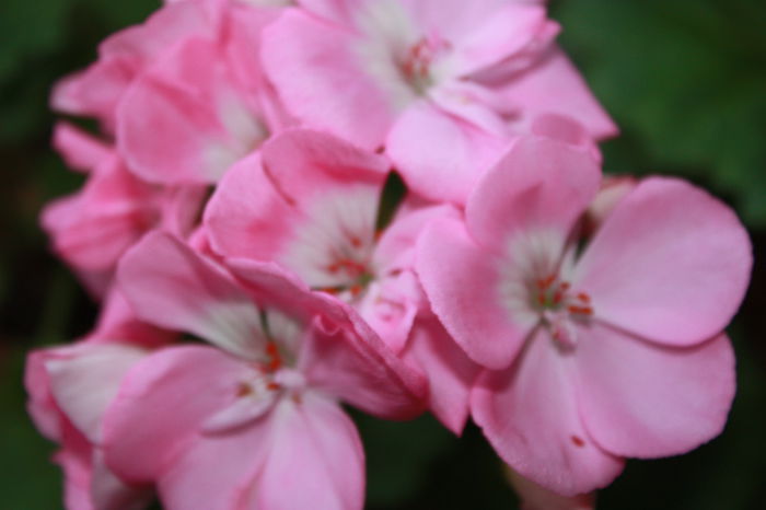 IMG_2766 - 2014 iulie