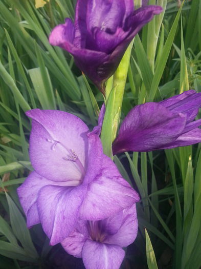 20140709_190653 - Gladiole de vanzare OFERTA 2015