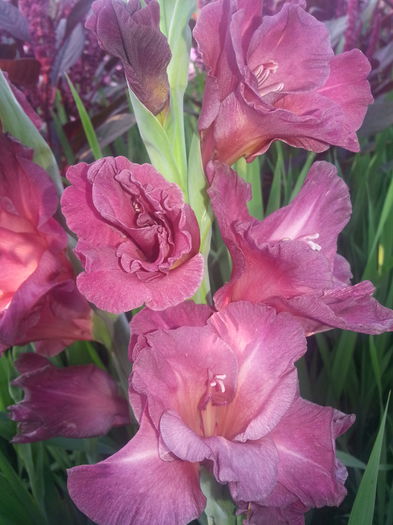 20140709_190601 - Gladiole de vanzare OFERTA 2015