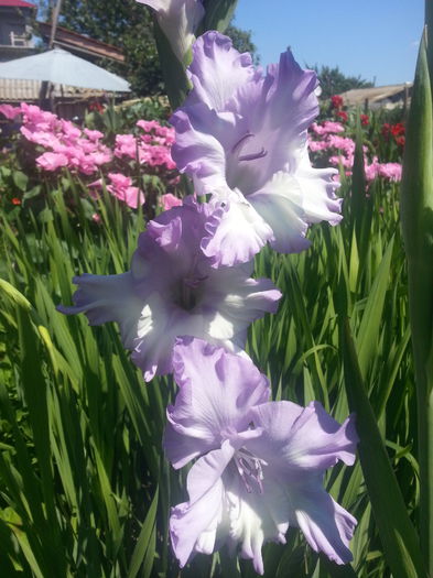 20140703_112541 - Gladiole de vanzare OFERTA 2015