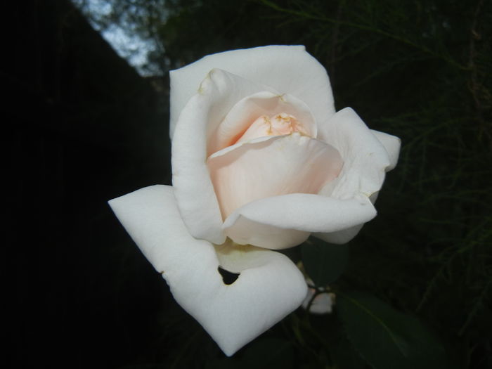 Rose Adriana (2014, July 08) - Rose Adriana