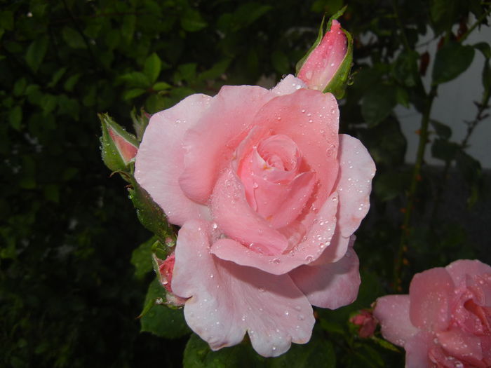 Rose Queen Elisabeth (2014, July 08) - Rose Queen Elisabeth