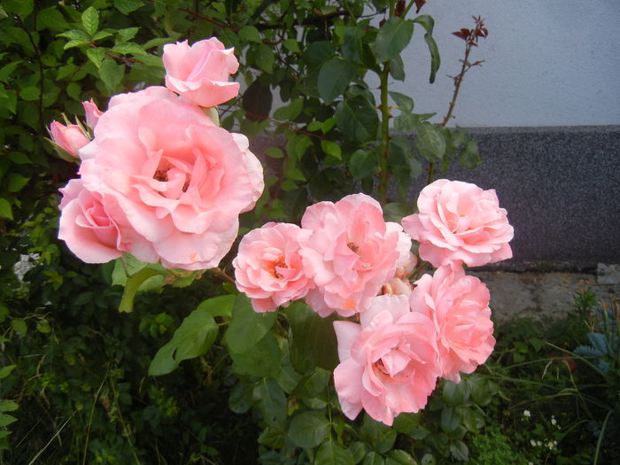 Rose Queen Elisabeth (2014, July 10) - Rose Queen Elisabeth