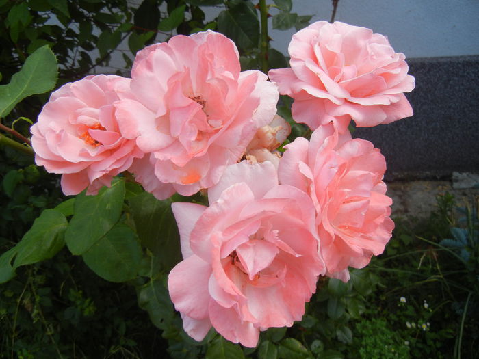 Rose Queen Elisabeth (2014, July 10) - Rose Queen Elisabeth