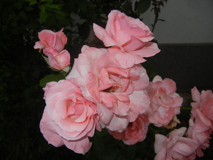 Rose Queen Elisabeth (2014, July 11) - Rose Queen Elisabeth