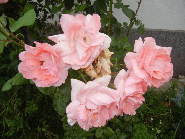 Rose Queen Elisabeth (2014, July 11) - Rose Queen Elisabeth