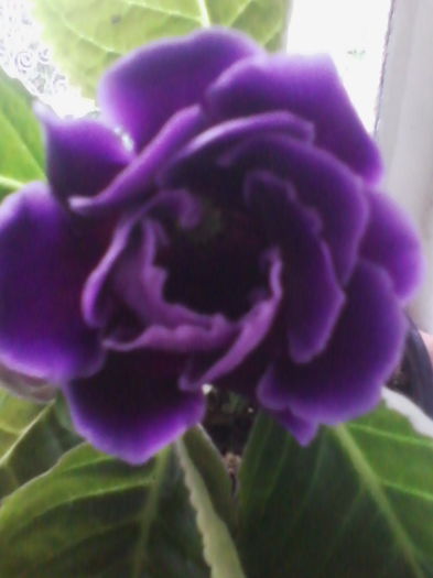 Picture 918 - gloxinia 2014