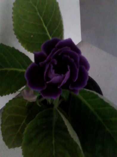 Picture 916 - gloxinia 2014