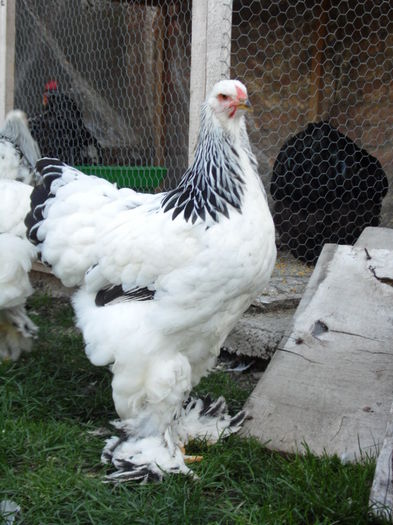 http:mariusvinga.sunphoto.ro