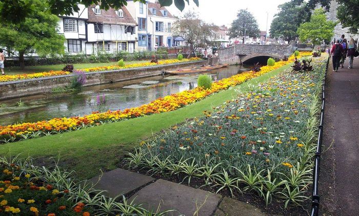 10499573_810787442273227_8945862395097121990_o - cele mai frumoase florii ale mele