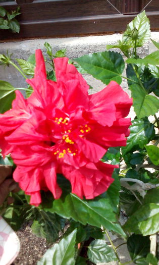 IMG_20140723_130758[1] - HIBISCUS ROSU BATUT SI SIMPLU