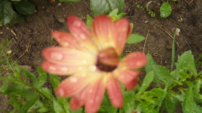067