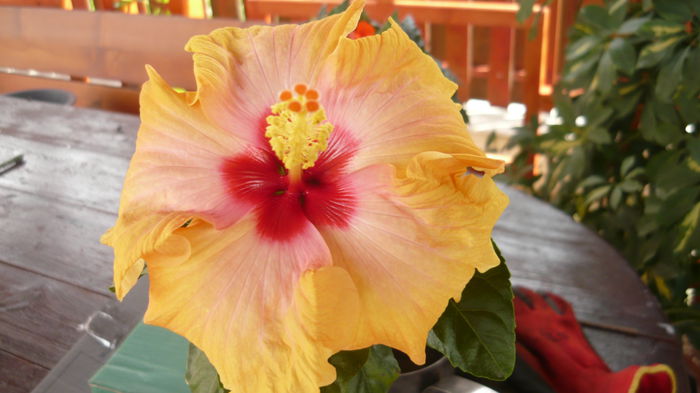 093 - 0 A hibiscus 2014