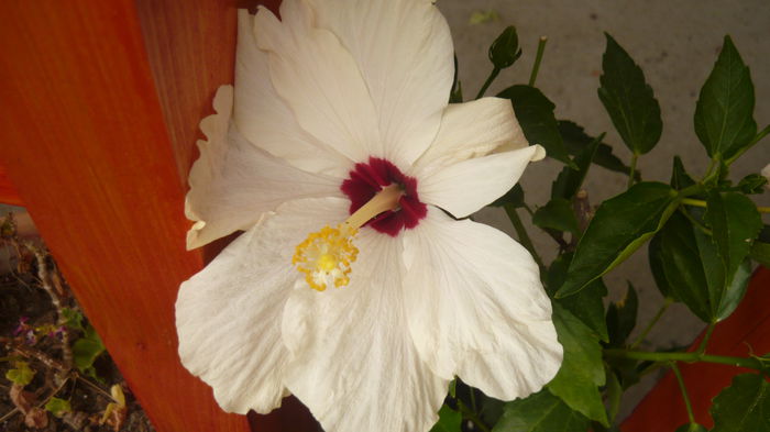 110 - 0 A hibiscus 2014