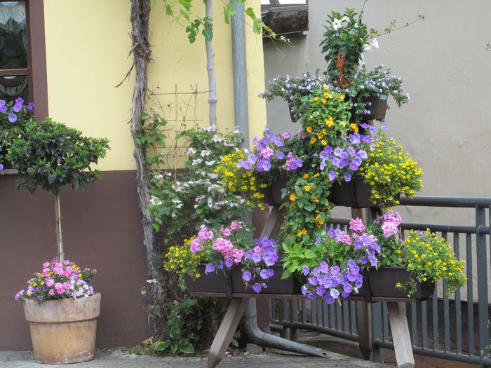  - Diverse 1 - Plimbari