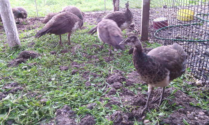 pui pauni aprilie2014 - PUI  PAUNI 1 SERIE APRILIE 2014