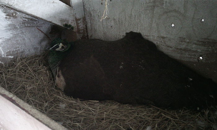 a treia  closca din 2014