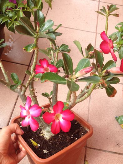 image - Adenium-trandafirul desertului