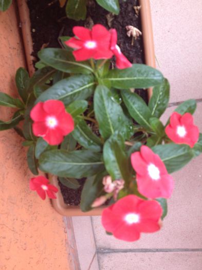 image - vinca rosea-trandafir de Madagascar-nu mai am