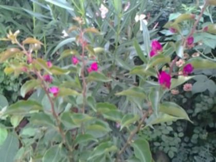ne pregătim de înflorire - Hibiscusi si Bougainvillea