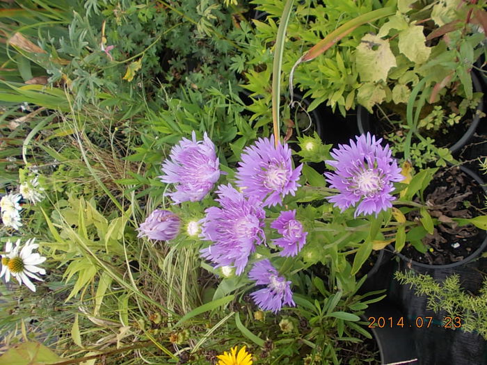 stockesia laevis - 2014