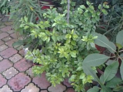 duranta repens