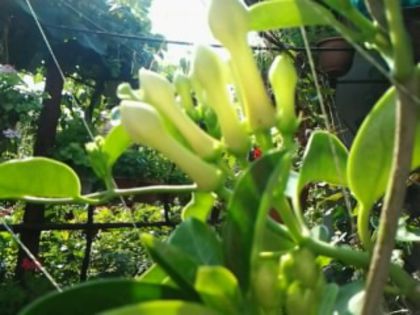 stephanotis