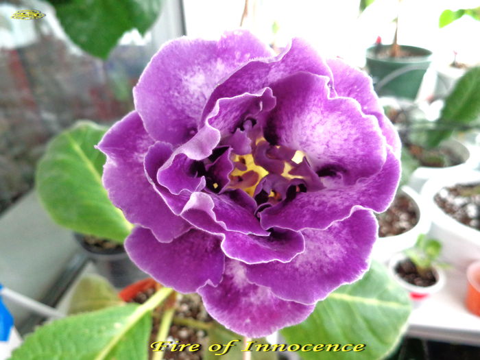 Fire of Innicence(23-07-2014)2