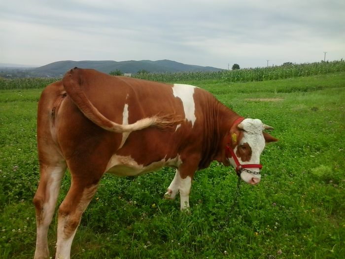 junica 1.3 ani recent montata aprox 500 kg - Vacutele mele la pascut 2014