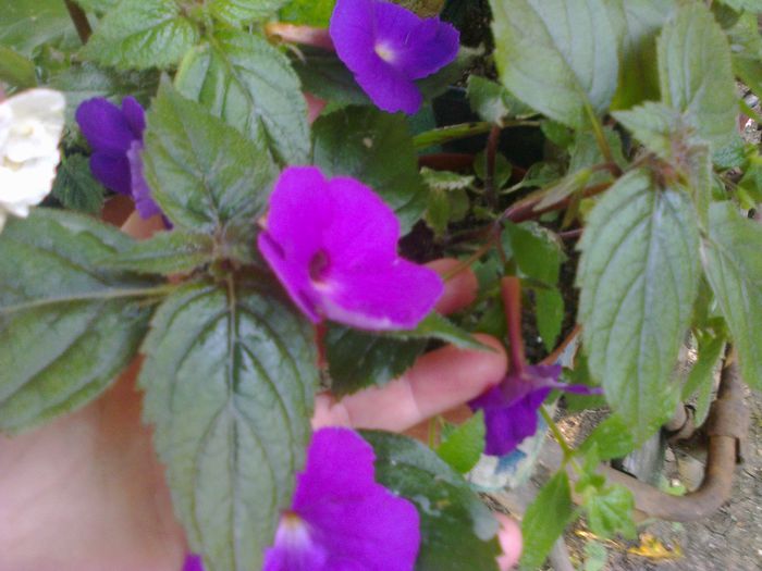 Purple King - Achimenes 2014