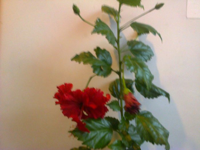 Dianthoides - A-Flori 2014