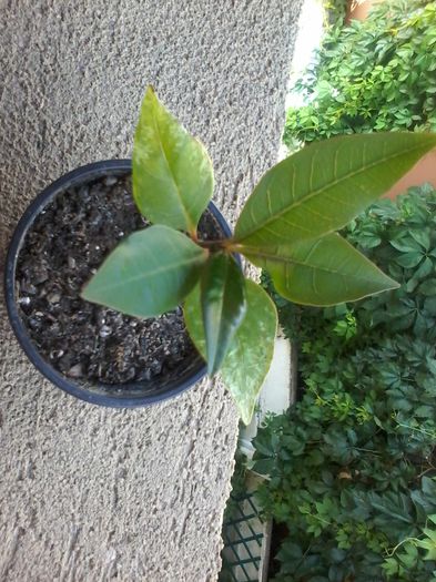 20140724_091135 - germinare plumeria