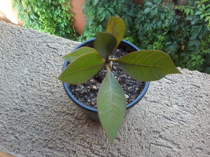 20140724_091147 - germinare plumeria