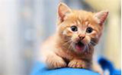 HEY......... - animalute