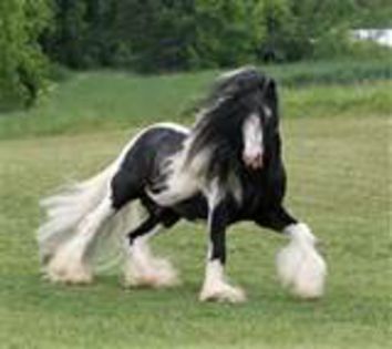 the horse - animalute